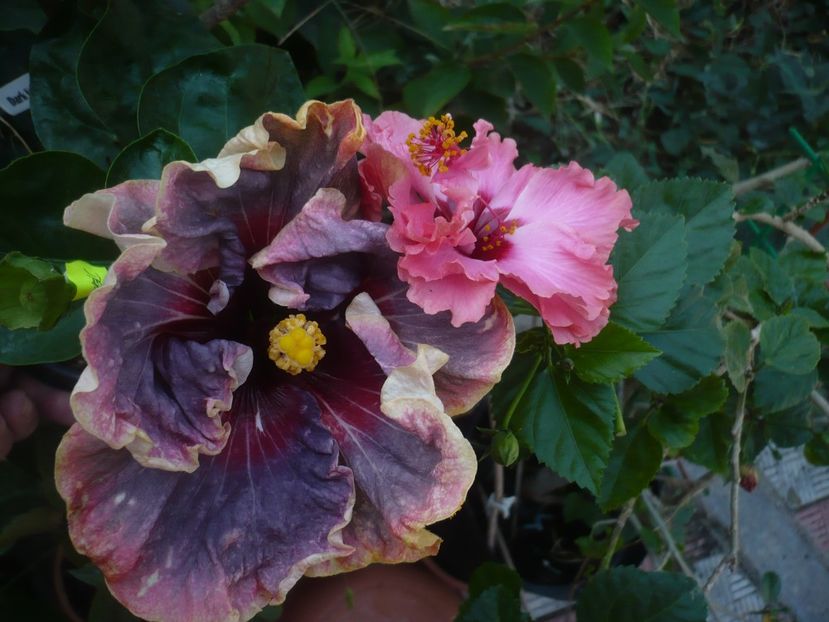 P1430018 - HIBISCUSI 2019-3