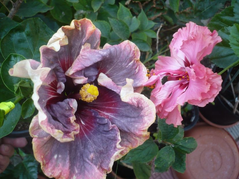 P1430020 - HIBISCUSI 2019-3