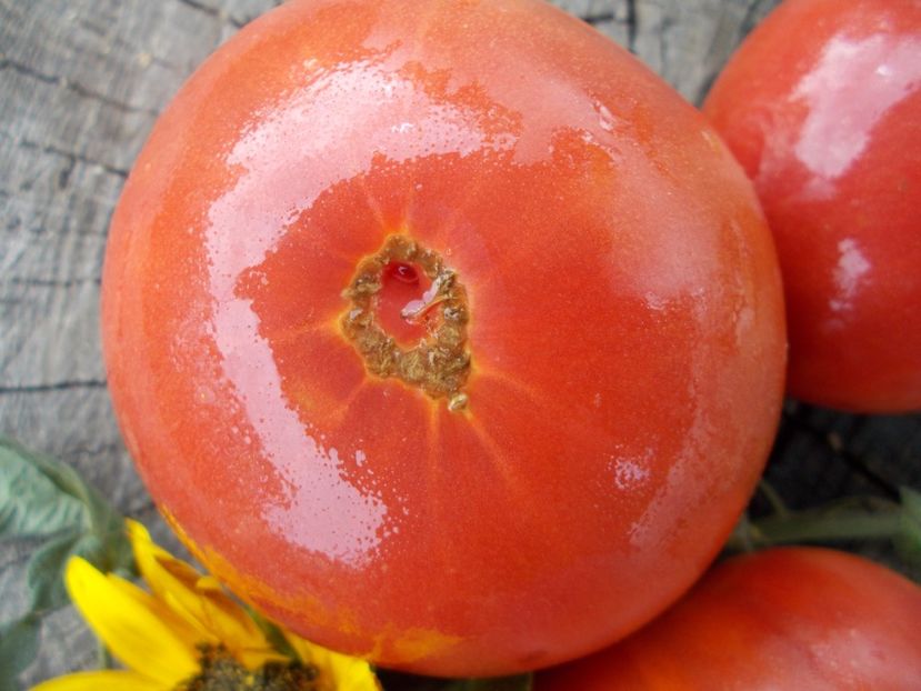  - SEMINTE ROSII - T 468 BRANDYWINE COWLICK S