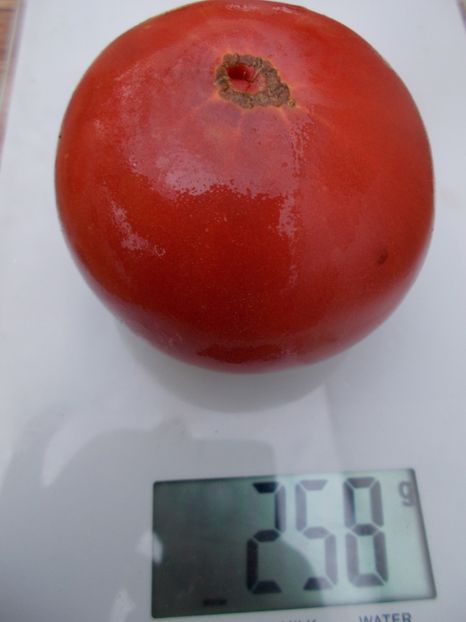  - SEMINTE ROSII - T 468 BRANDYWINE COWLICK S