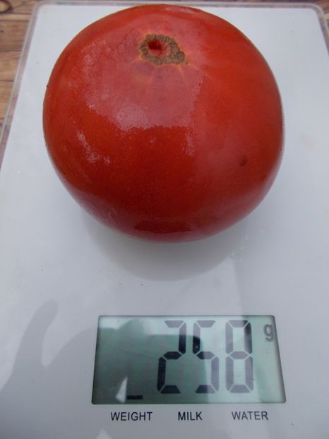  - SEMINTE ROSII - T 468 BRANDYWINE COWLICK S