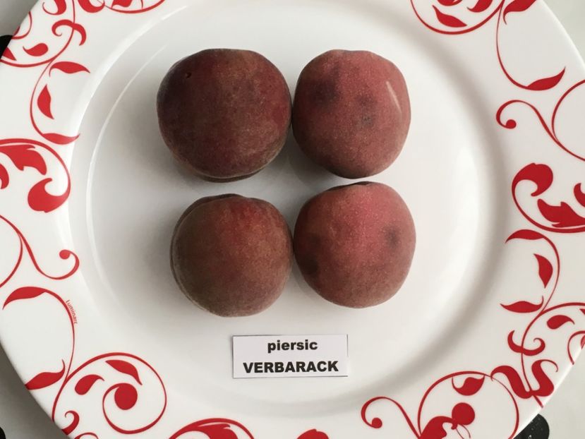  - piersic RUBINO VERBARACK - rosu