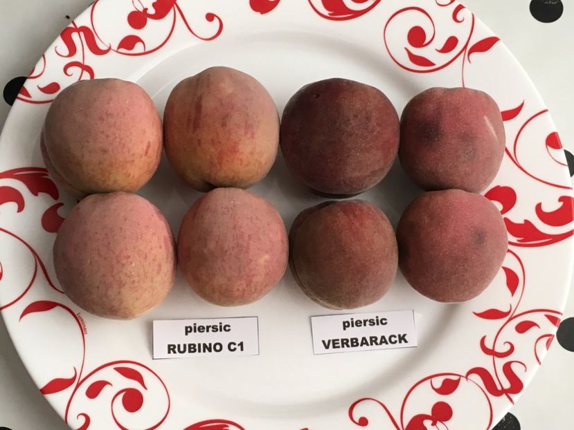  - piersic RUBINO VERBARACK - rosu