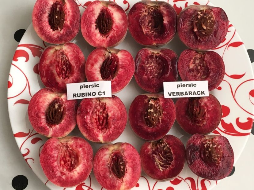  - piersic RUBINO VERBARACK - rosu