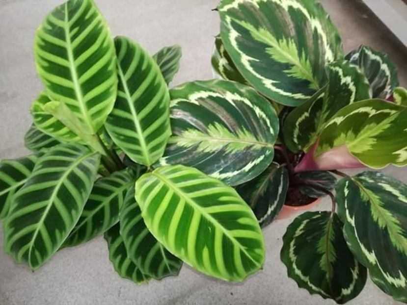  - Calathea