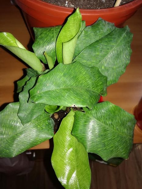  - Calathea
