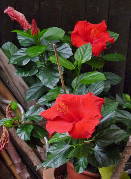  - 2019 - 03 - Toamna