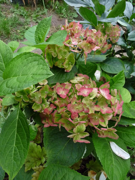  - 2019 - 03 - Toamna