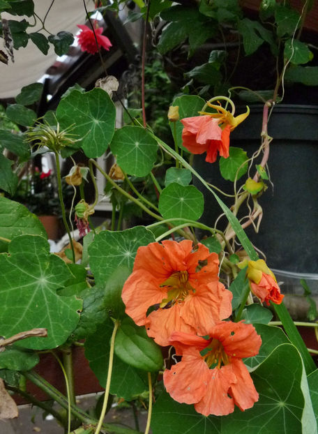  - 2019 - 03 - Toamna