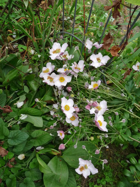  - 2019 - 03 - Toamna