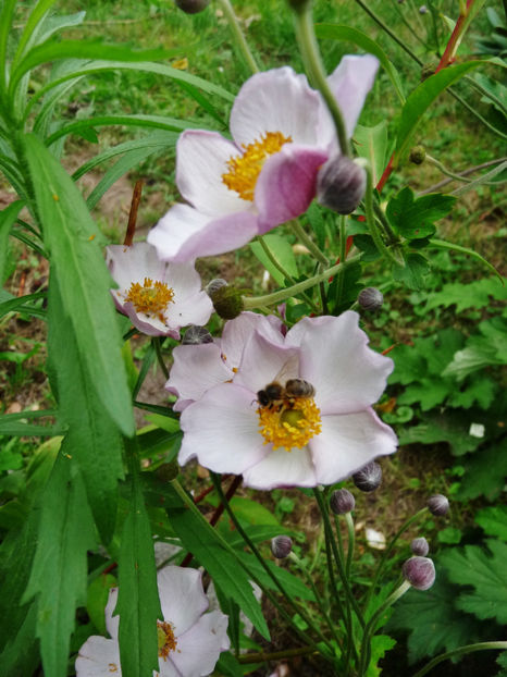  - 2019 - 03 - Toamna