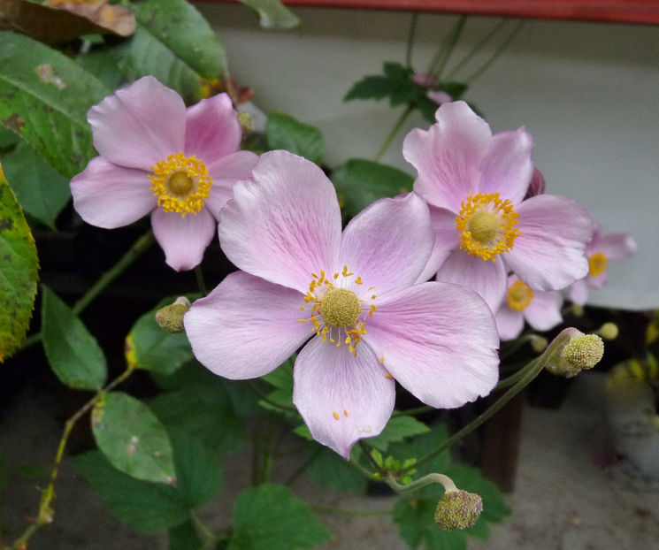  - 2019 - 03 - Toamna