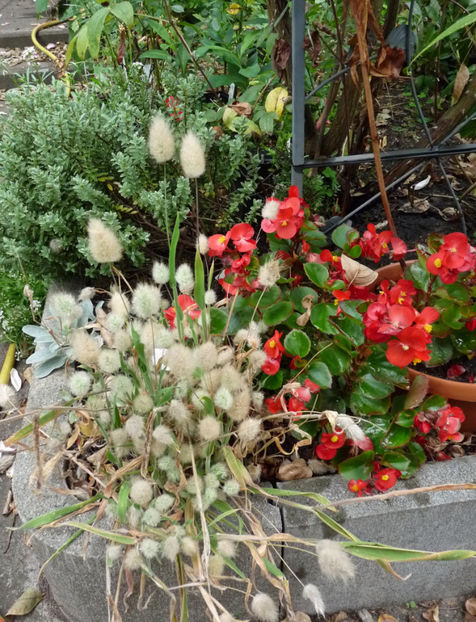  - 2019 - 03 - Toamna