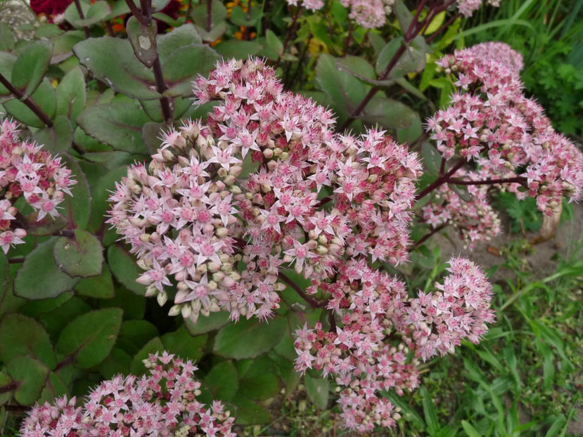  - 2019 - 03 - Toamna