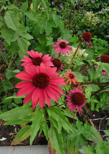  - 2019 - 03 - Toamna