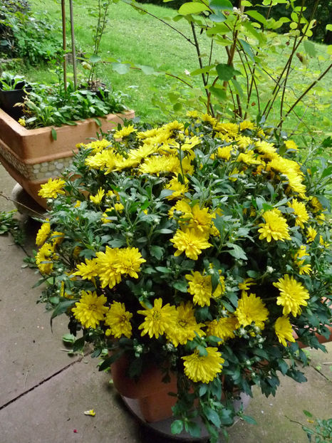  - 2019 - 03 - Toamna