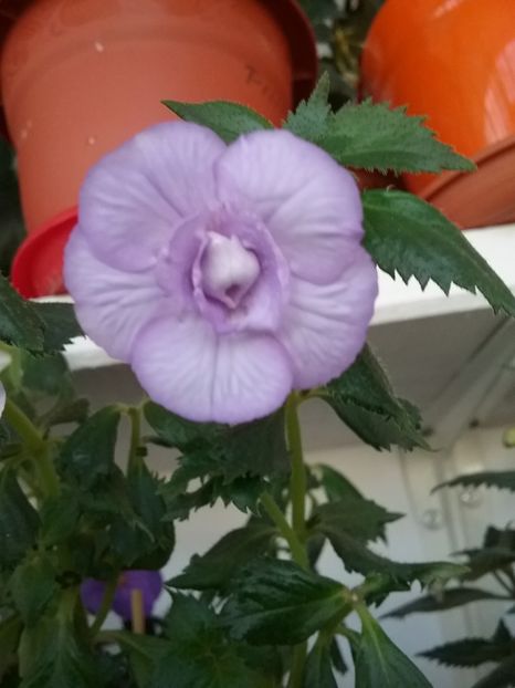 MADE IN HEAVEN - AA RIZOMI ACHIMENES 2022