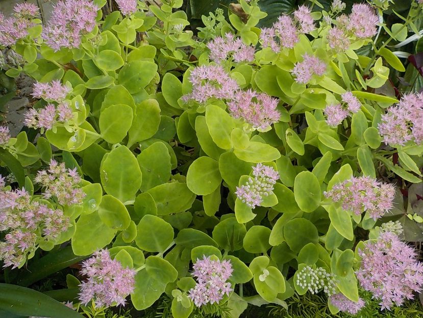  - sedum spectabiles brilliant