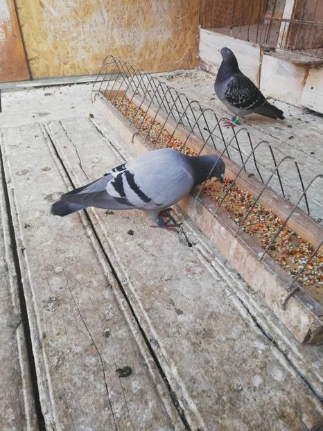  - 2019-Porumbei zburatori-matca