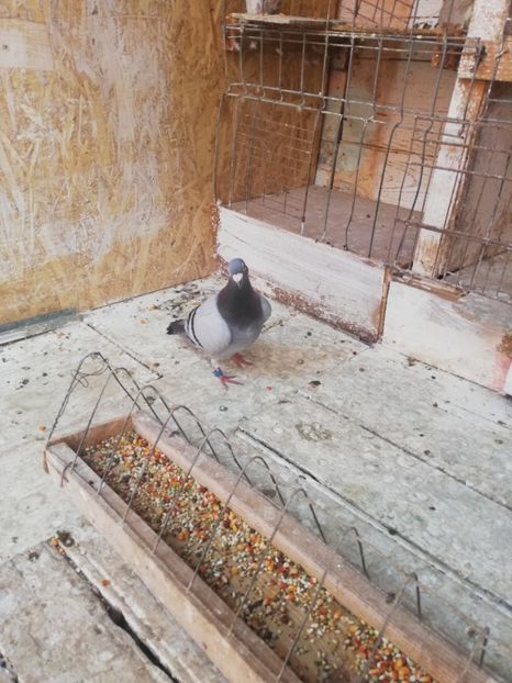  - 2019-Porumbei zburatori-matca