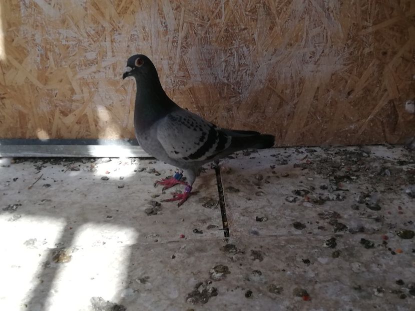  - 2019-Porumbei zburatori-matca