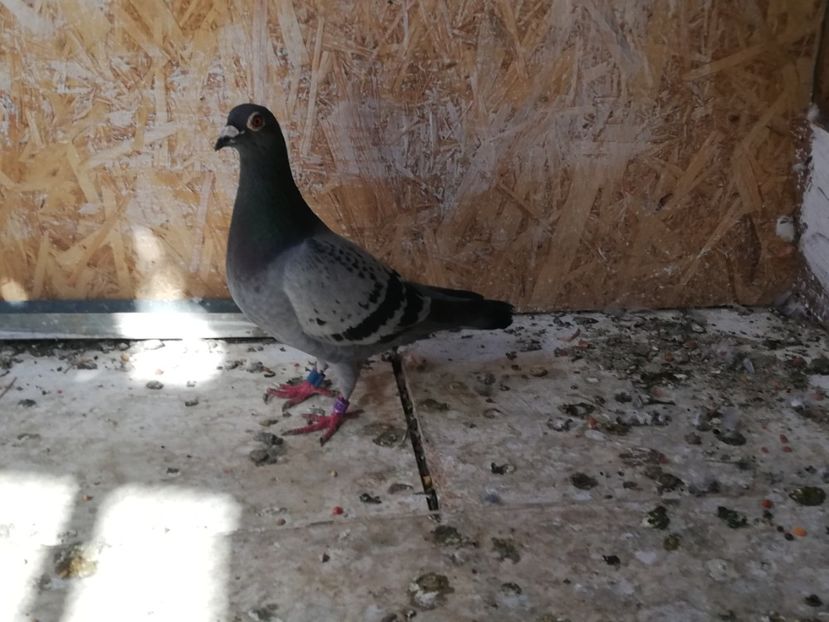  - 2019-Porumbei zburatori-matca