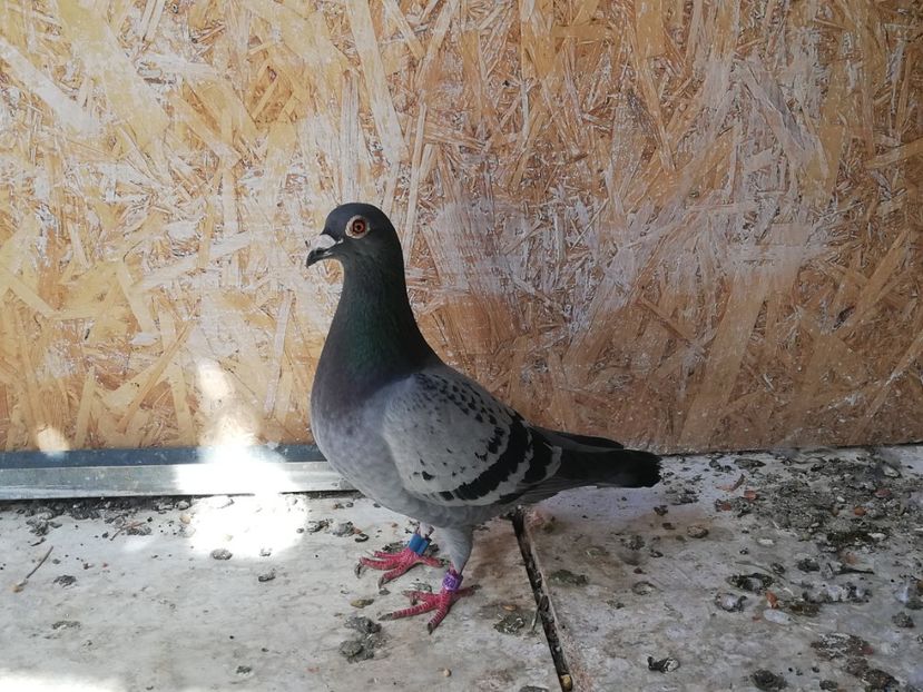  - 2019-Porumbei zburatori-matca