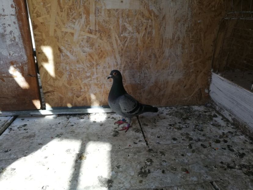  - 2019-Porumbei zburatori-matca