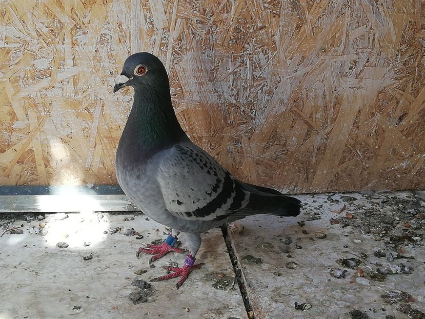  - 2019-Porumbei zburatori-matca