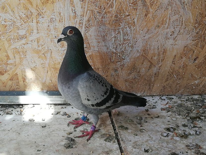  - 2019-Porumbei zburatori-matca