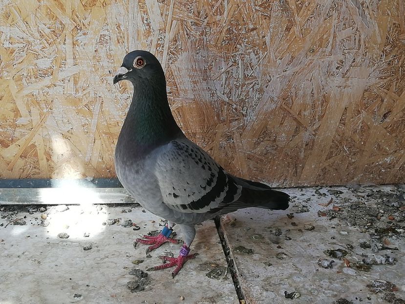  - 2019-Porumbei zburatori-matca