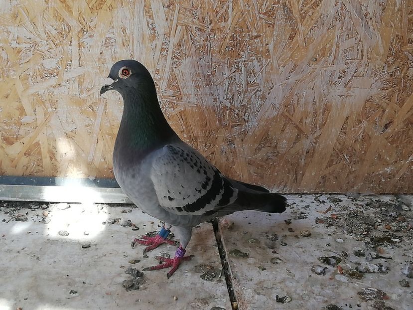  - 2019-Porumbei zburatori-matca