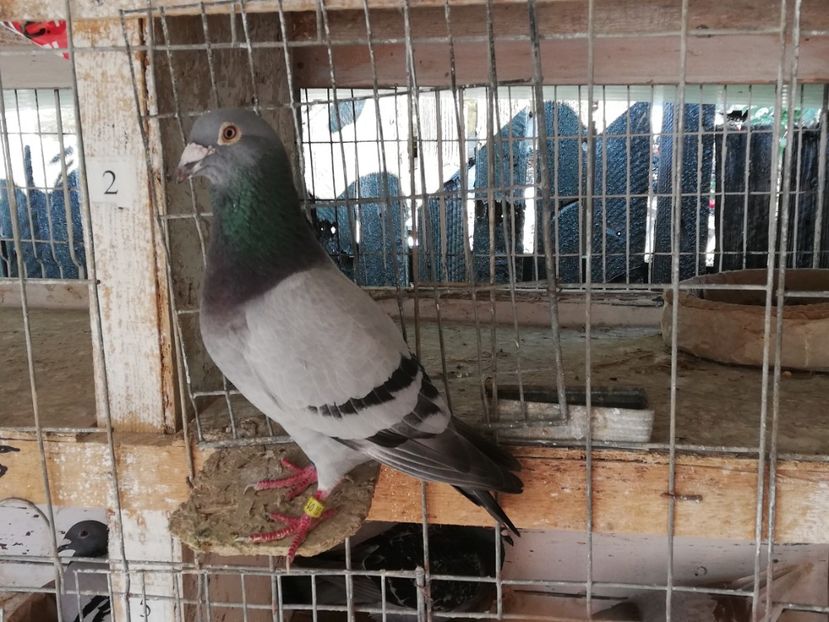  - 2019-Porumbei zburatori-matca