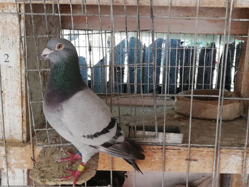  - 2019-Porumbei zburatori-matca