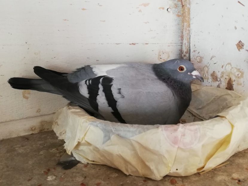  - 2019-Porumbei zburatori-matca