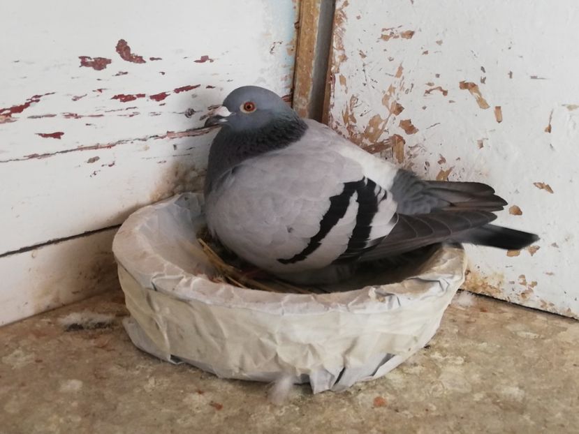  - 2019-Porumbei zburatori-matca