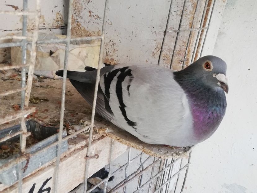  - 2019-Porumbei zburatori-matca