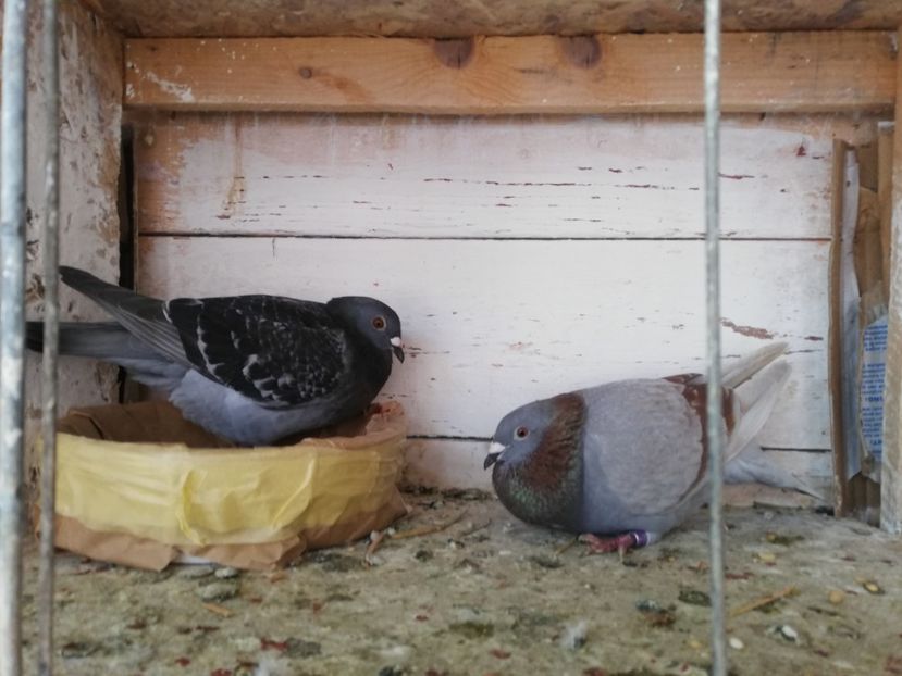  - 2019-Porumbei zburatori-matca