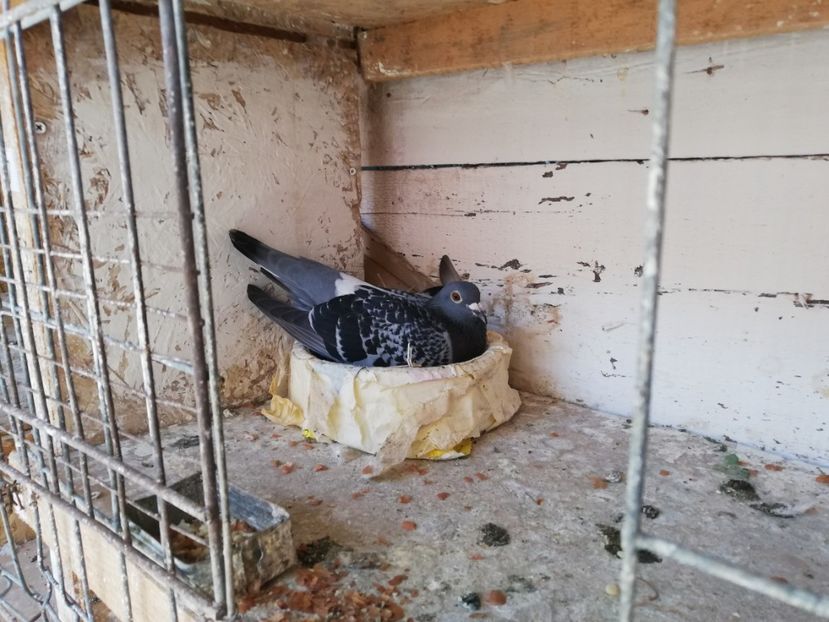  - 2019-Porumbei zburatori-matca