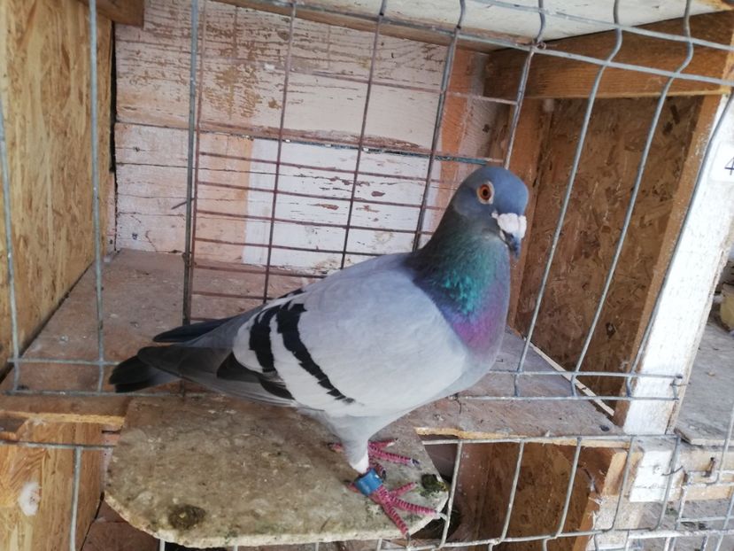  - 2019-Porumbei zburatori-matca