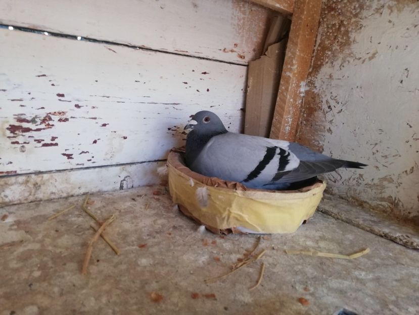  - 2019-Porumbei zburatori-matca