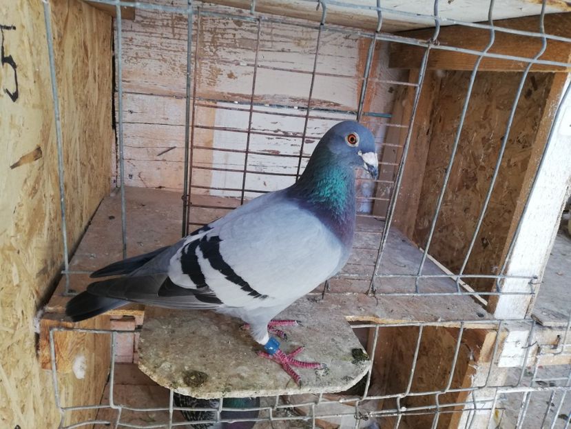  - 2019-Porumbei zburatori-matca