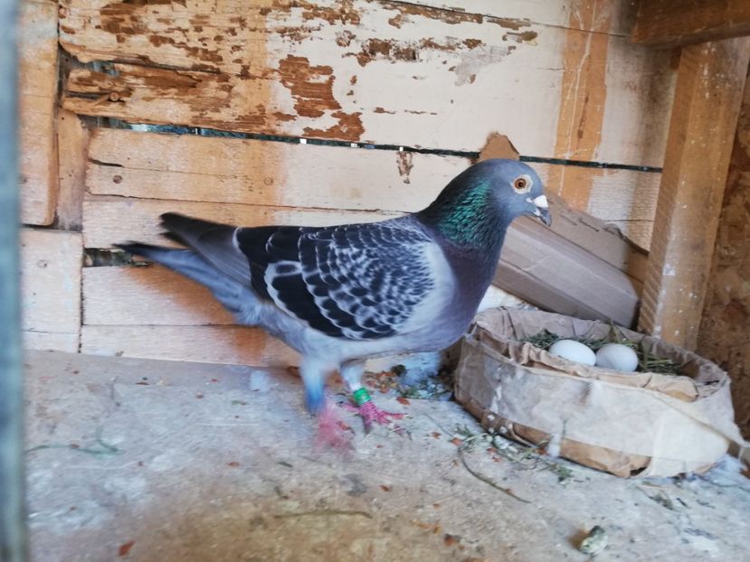  - 2019-Porumbei zburatori-matca