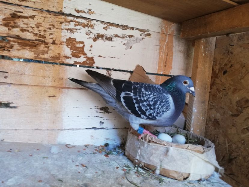  - 2019-Porumbei zburatori-matca