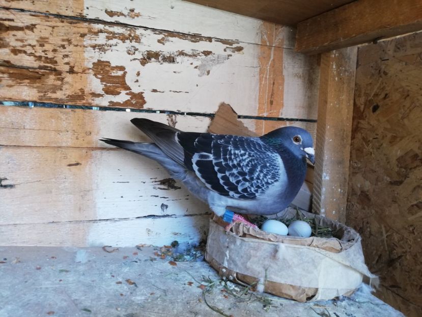  - 2019-Porumbei zburatori-matca