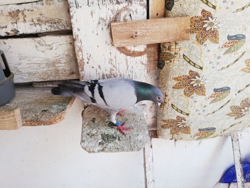  - 2019-Porumbei zburatori-matca