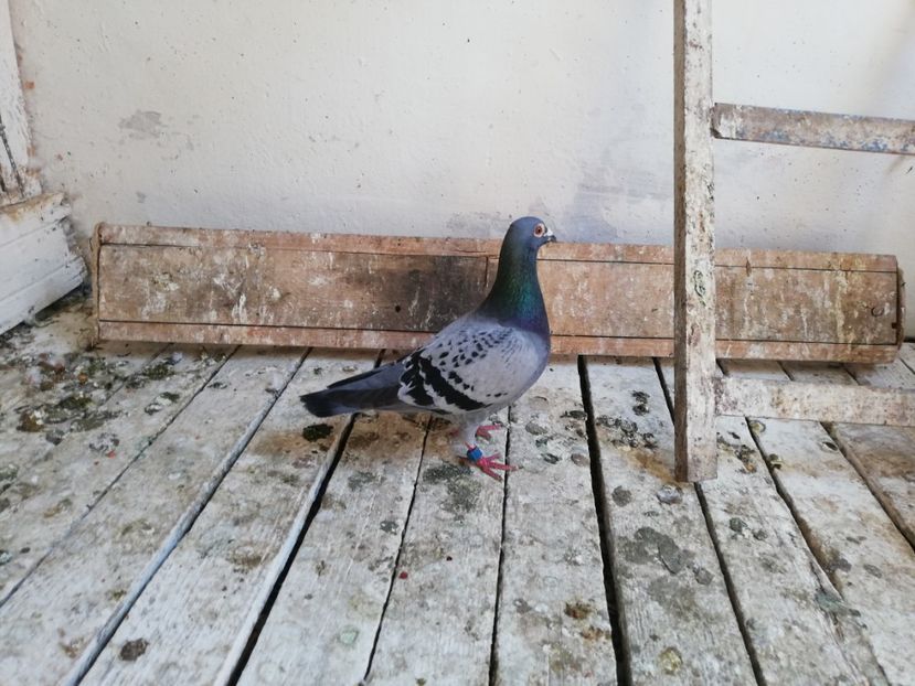  - 2019-Porumbei zburatori-matca