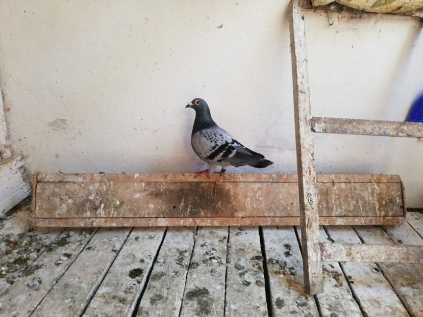  - 2019-Porumbei zburatori-matca