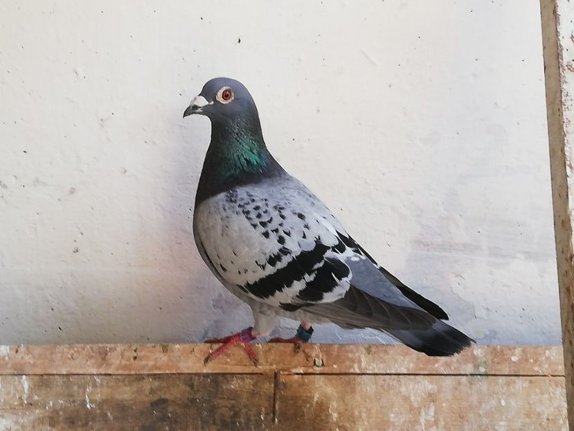  - 2019-Porumbei zburatori-matca