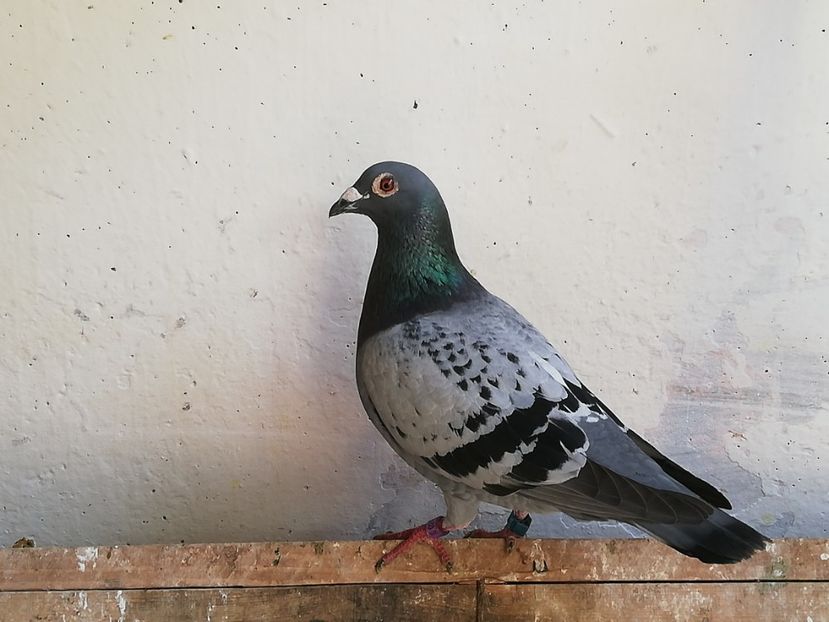  - 2019-Porumbei zburatori-matca